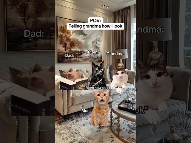 CAT MEMES Telling grandma how i look #catmemes #relatable #relationship