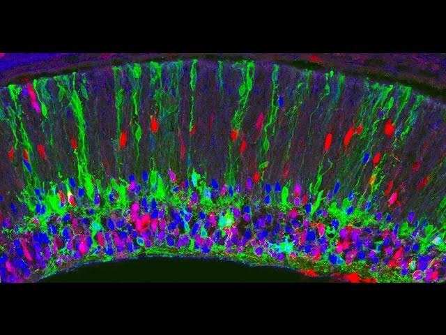 Markus Meister: 2011 Allen Institute for Brain Science Symposium