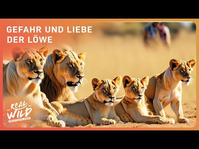 König der Tiere - Der Löwe | Real Wild Deutschland