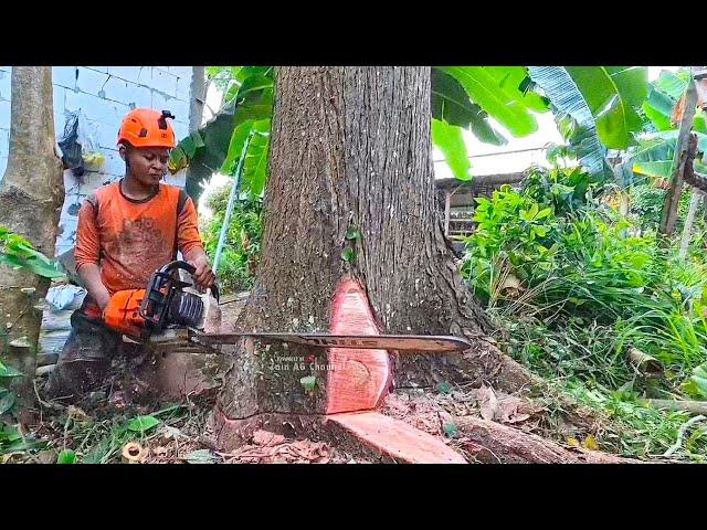 The house is in great danger  !! cut mahogany tree leaning against the house