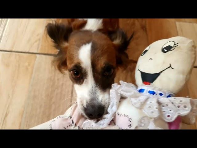 Lana a cachorrinha que adora boneca - Leva ela para todos o lugares