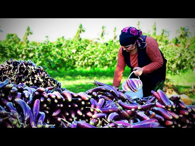 Keeping Eggplant as Fresh for 2 Years! - Harvesting Fresh Eggplant