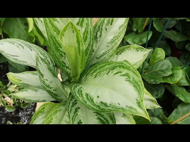 Aglaonema Silver Queen 60cm Height | Live from the Nursery Series