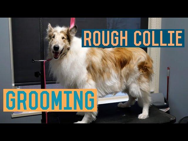 Rough Collie Groom with Trimming and Deshed Treatment/Undercoat Removal - Dog Grooming