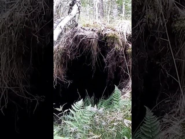 Берлога медведя