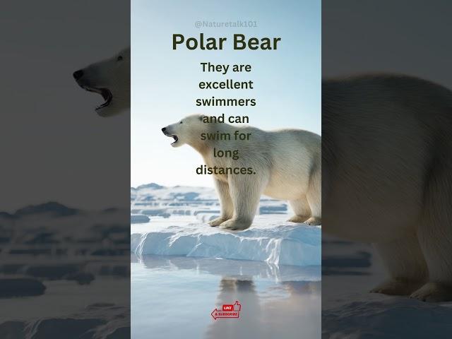 3 Thing about polar bears you never knew  #shorts #animalmustknowfacts #subscribe