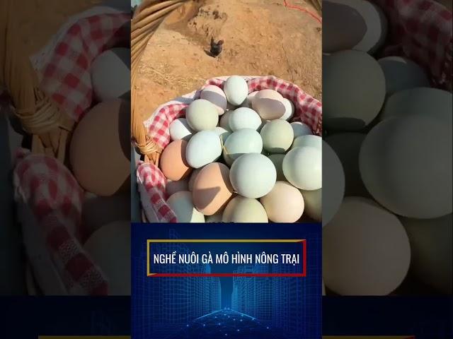 Nuôi gà nông trại