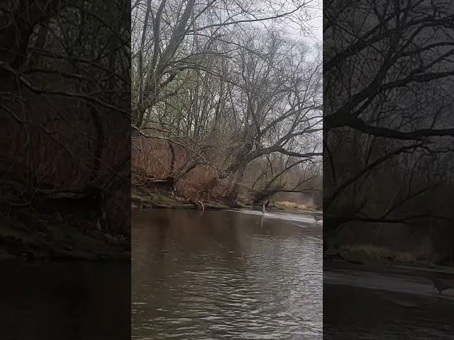 WTF! Deer Encounter while Fly Fishing