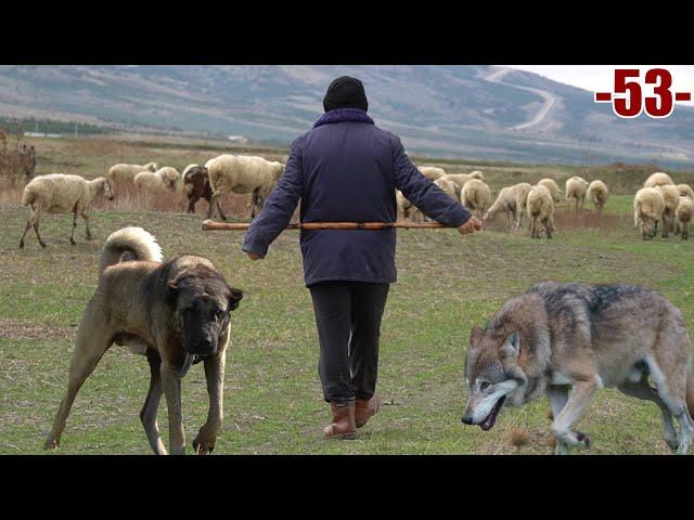 ÇOBANLARIN BAŞINA BELA OLAN KURTLAR ! ( YAŞANMIŞ OLAYLAR ) ÇOBAN HAYATI VE HİKAYELERİ - HD BELGESEL