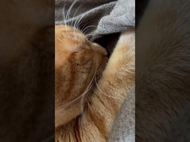 Ginger cutie kneading ️ #catlover #catshorts #gingercat #adorable #sosweet #makingbiscuits #cute