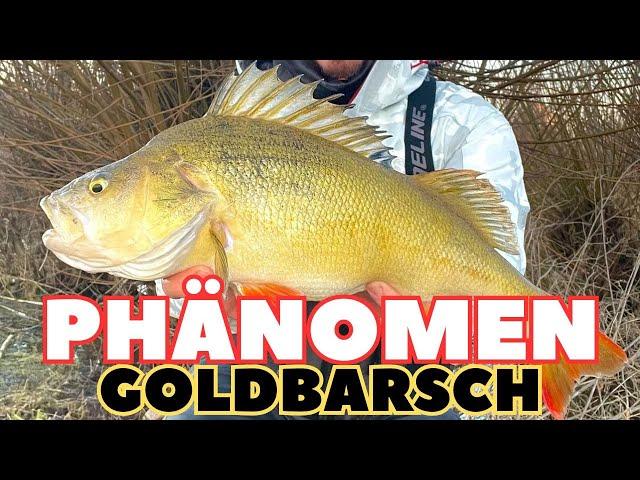 PHÄNOMEN GOLD BARSCH - Wie selten? und was steckt dahinter?