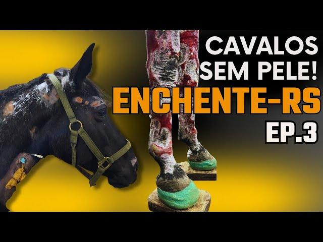 Cavalos imersos nas enchentes do RS perdem até 40% da pele-Episódio 03