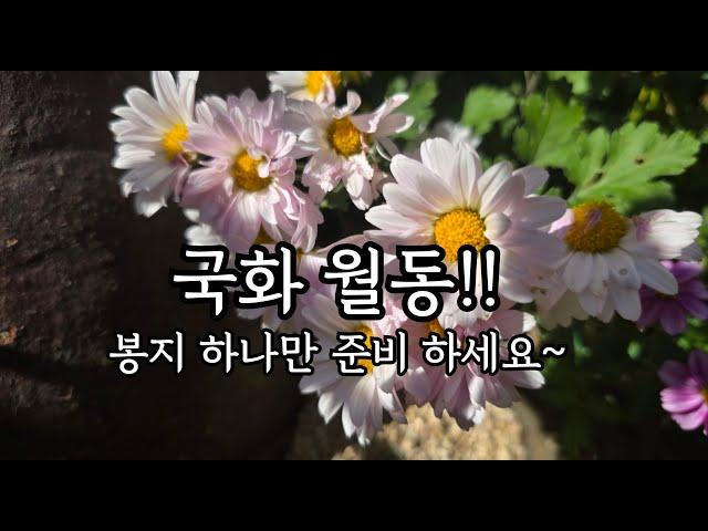 국화 월동준비 아주 쉬운방법/국화 월동 봉지하나,낙엽만 있음돼요 ^^**/월동준비/주택가드닝