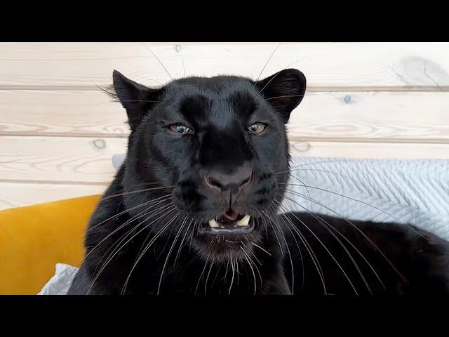 Protecting Luna the panther's tree(ENG SUB)