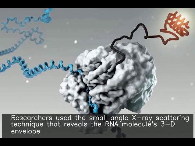 Scientists image heart RNA structure for the first time