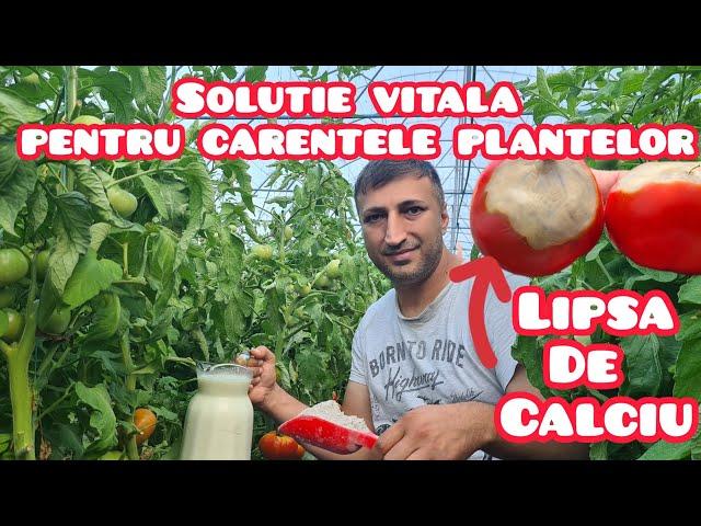 Tratament vital pentru plante la carenta de calciu. Vrei rosii mari si gustoase?