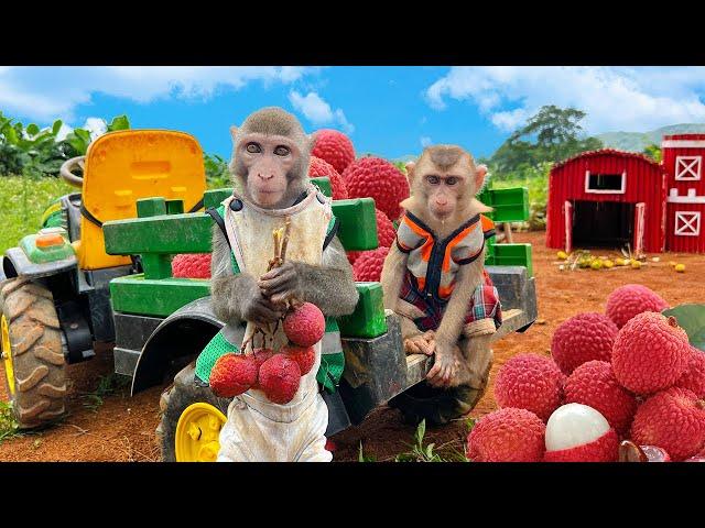 Bim Bim monkey family happily harvests lychees