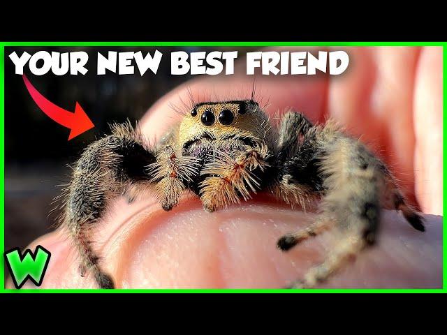 America’s Largest Jumping Spider is on Another Level