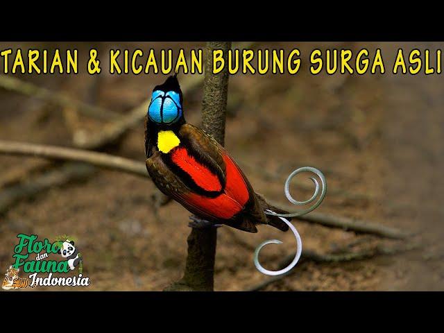 EKSKLUSIF! TARIAN INDAH DAN SUARA GANCOR MERDU BURUNG SURGA DARI HUTAN PEDALAMAN PAPUA