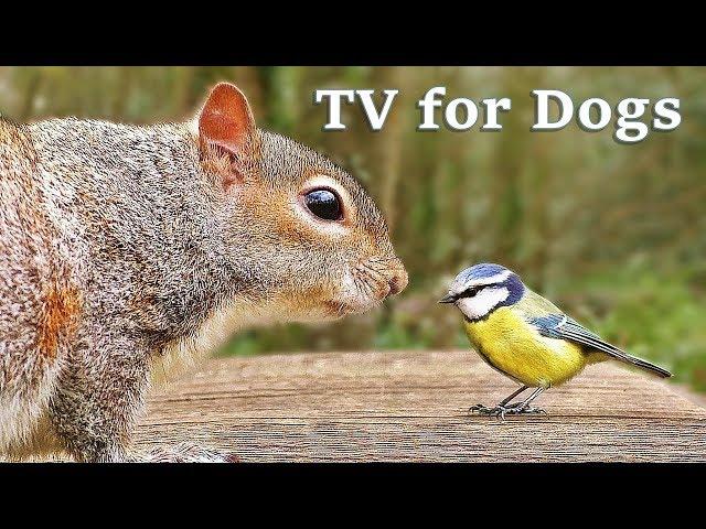 The Ultimate Video for Dogs : TV for Dogs - Fun in The Forest 