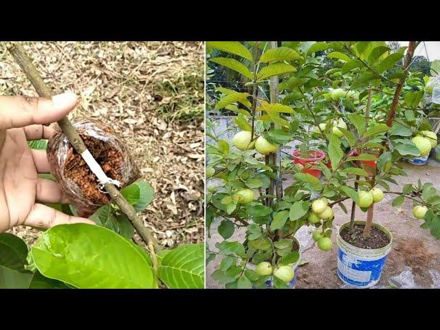 How To Air Layering Guava Tree | New Techniques