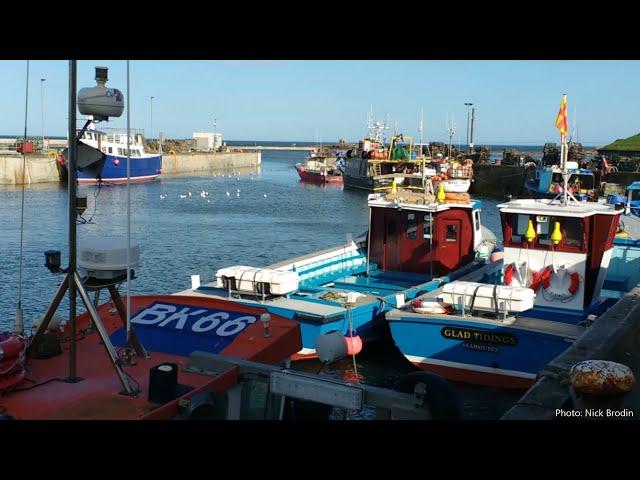 Iain Robson (Northumberland Coast AONB) talks about Eider Ducks at Seahouses Harbour