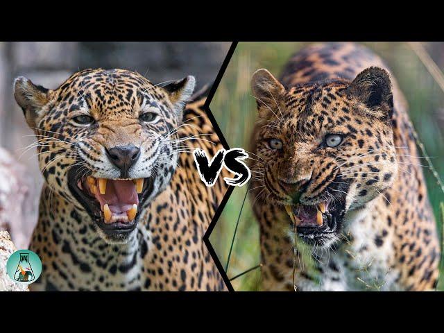 JAGUAR VS LEOPARD - PART II - Who would win?