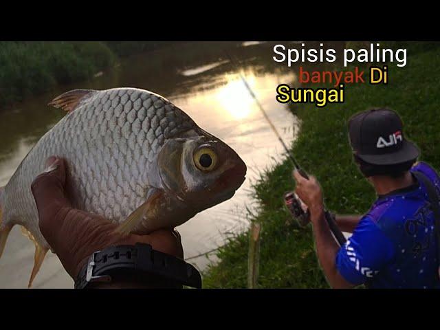 sungai Bernam viral!naik lampam gajah.ikan lampam paling dominan dalam sungai Bernam episod30.