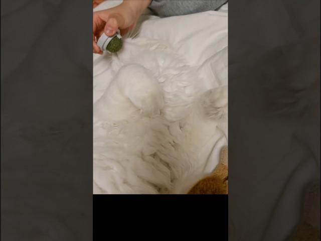 캣닢(ft. 너무 귀여워)catnip(ft. so cute)#고양이#cat