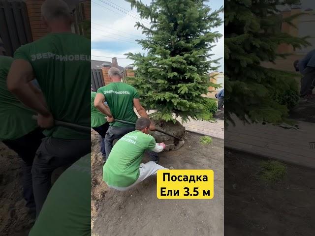 Чтобы сажать крупномеры надо быть сильными и умными 🫶 #воронеж #ландшафтворонеж #ландшафтныйдизайн