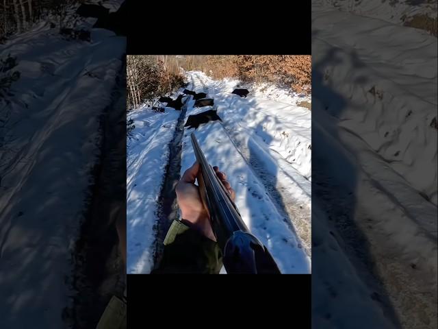 охота на кабана на снегу .#cinghiale #chasse #wildboar #охота #дикий кабан#hunting