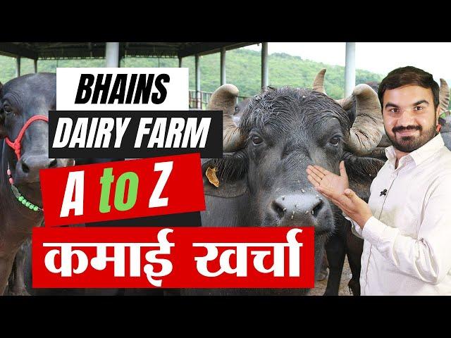 A to Z buffalo dairy income | Best dairy farming in India | dairy farm business | भैंस पालन #dairy