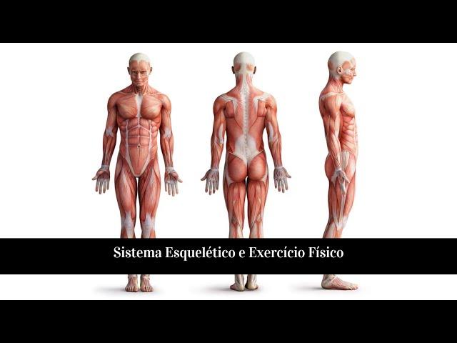 Conhecimentos sobre o corpo (sistema muscular) - Aula de Educação Física #14