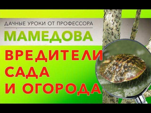 Вредители сада и огорода.
