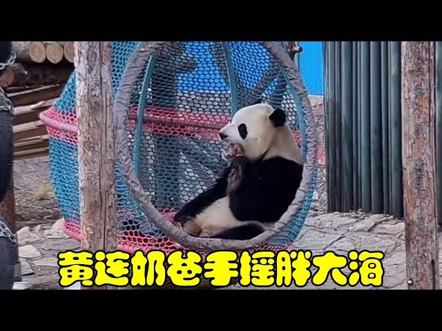 【动物园在逃熊猫】黄连奶爸独特的按摩方式，颤抖吧～胖大海：不敢动，根本不敢动！ #大熊猫胖大海 #黄连奶爸 #关爱国宝大熊猫