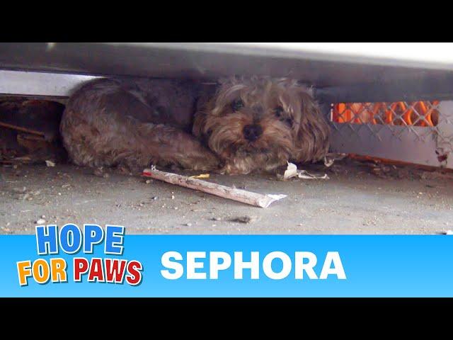 Tiny Yorkie almost gets crushed by propane tanks! NEW Hope For Paws rescue video! #story