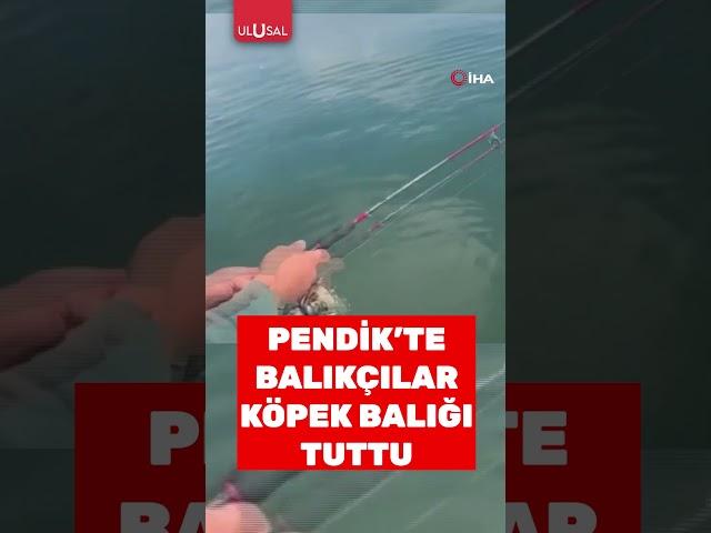 Pendik'te balıkçılara köpek balığı sürprizi #shorts #köpekbalığı #keşfet
