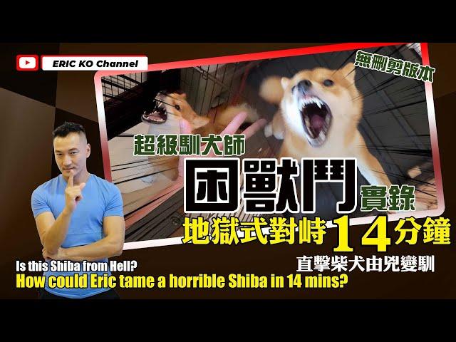 超級馴犬師困獸鬥實錄地獄式對峙14分鐘直擊柴犬由兇變馴 Is this Shiba from Hell How could Eric tame a horrible Shiba in 14mins