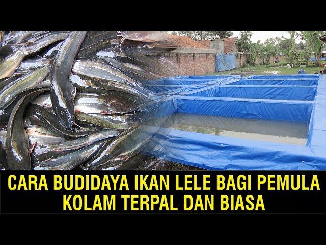 Cara Budidaya Ikan Lele Bagi Pemula, Kolam Terpal dan Biasa