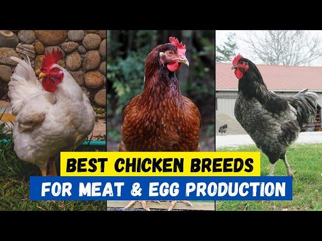 Top 10 Best Chicken Breeds for Meat and Eggs