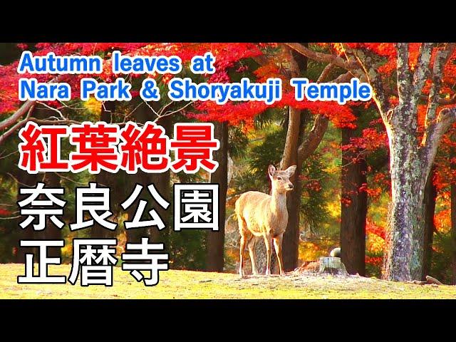 Autumn leaves at Nara Park and Shoryakuji Temple ( Nara Prefecture ) / Spectacular Views of Japan