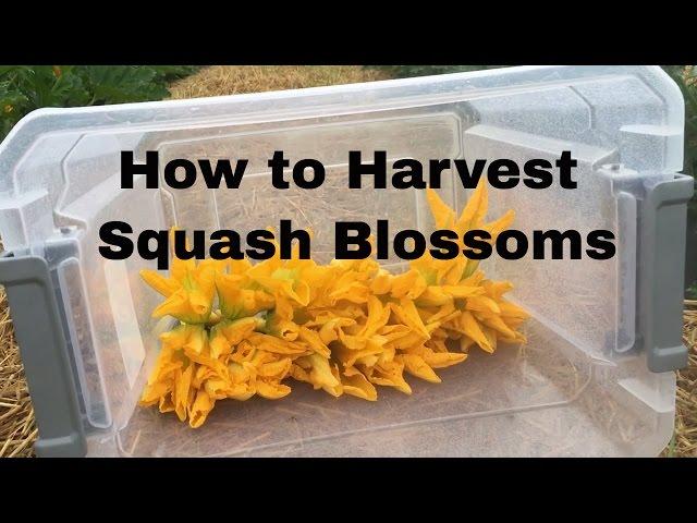 Harvesting squash blossoms