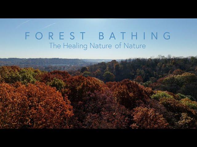 Forest Bathing: The Healing Nature of Nature