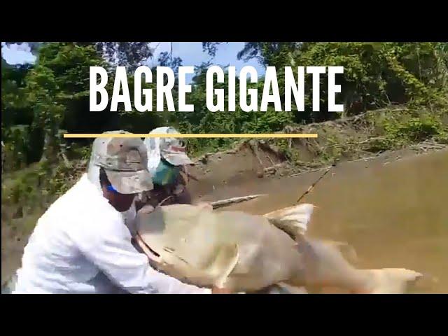 PESCA DE BAGRES GIGANTES/ TERRIBLE!!!