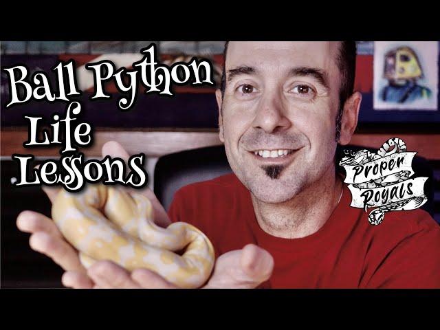 What Ball Pythons Teach Us - Life Lessons!