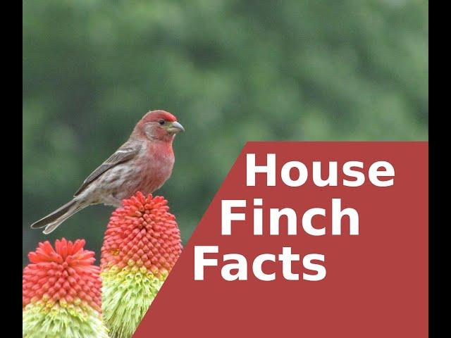 Facts about the House Finch