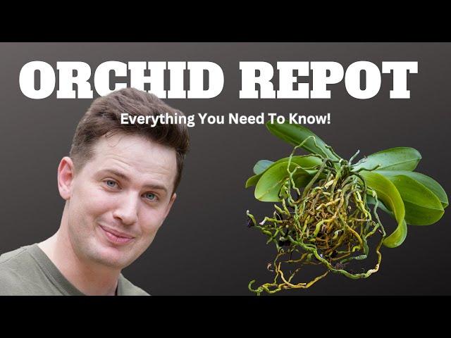 Orchid Repot