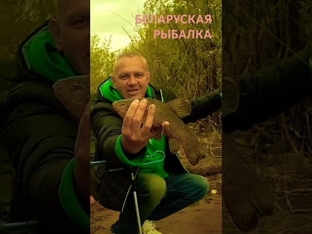 #fishing #nature #fish #fisherman #fishingvideo #fishinglife #fishingtips #riverfishing #river #линь