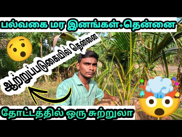 தோட்டத்தில் ஒரு சுற்றுலா வாருங்கள் காண்போம்|பல்வகை மரங்களைக் காணலாம்|#village_life#agriculture