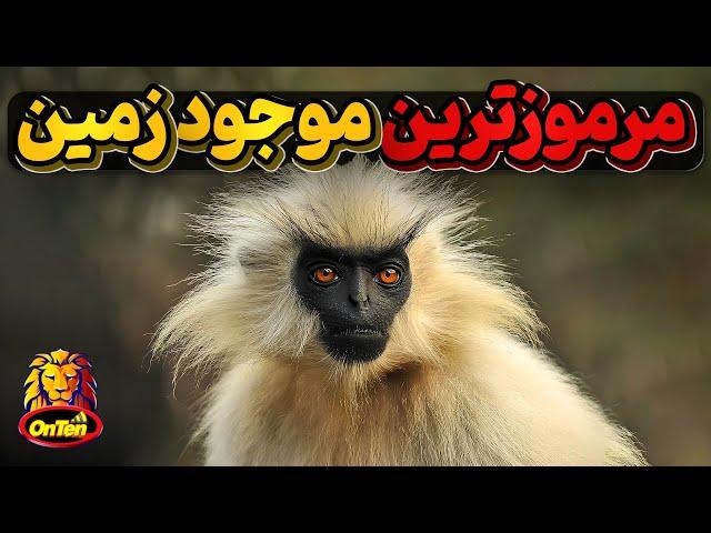 در خطر انقراض ترین نخستی سان فراری از انسان Golden Langur